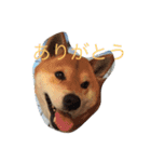 究極の癒しの柴犬（個別スタンプ：9）