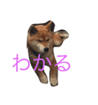究極の癒しの柴犬（個別スタンプ：10）