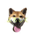 究極の癒しの柴犬（個別スタンプ：11）