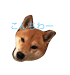 究極の癒しの柴犬（個別スタンプ：13）