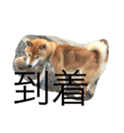 究極の癒しの柴犬（個別スタンプ：14）