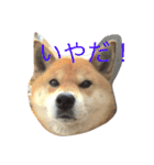 究極の癒しの柴犬（個別スタンプ：15）