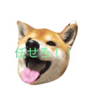 究極の癒しの柴犬（個別スタンプ：16）