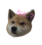 究極の癒しの柴犬2（個別スタンプ：1）