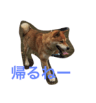 究極の癒しの柴犬2（個別スタンプ：3）