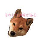 究極の癒しの柴犬2（個別スタンプ：5）
