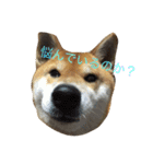 究極の癒しの柴犬2（個別スタンプ：6）