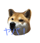 究極の癒しの柴犬2（個別スタンプ：8）
