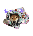 究極の癒しの柴犬2（個別スタンプ：9）