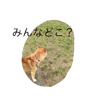 究極の癒しの柴犬2（個別スタンプ：11）