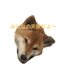 究極の癒しの柴犬2（個別スタンプ：14）