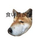 究極の癒しの柴犬2（個別スタンプ：15）
