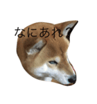 究極の癒しの柴犬2（個別スタンプ：16）