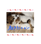 pussycatLOVE（個別スタンプ：5）
