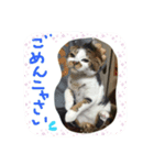 pussycatLOVE（個別スタンプ：11）