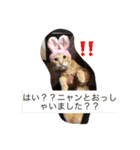 にゃん君（個別スタンプ：6）