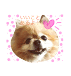 ポメのつぶやき（個別スタンプ：1）