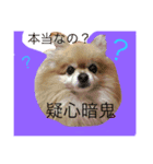 ポメのつぶやき（個別スタンプ：3）