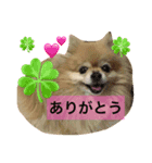 ポメのつぶやき（個別スタンプ：5）