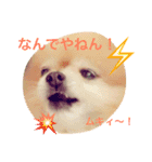 ポメのつぶやき（個別スタンプ：6）