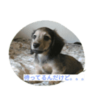 HERMES-KON（個別スタンプ：5）