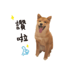 cute dodo dog（個別スタンプ：1）