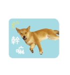 cute dodo dog（個別スタンプ：2）