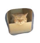 tora-topa（個別スタンプ：5）