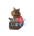 ねこと暮らす（個別スタンプ：3）