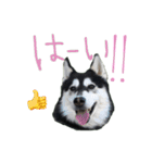 ヒロTHEポンスキー〜日常編〜（個別スタンプ：15）
