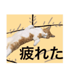 猫達の素晴らしき日々（個別スタンプ：2）