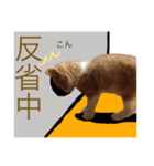 猫達の素晴らしき日々（個別スタンプ：4）