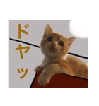 猫達の素晴らしき日々（個別スタンプ：9）