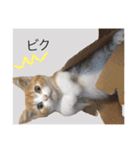 猫達の素晴らしき日々（個別スタンプ：14）