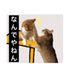 猫達の素晴らしき日々（個別スタンプ：16）