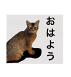 猫達の素晴らしき日々（個別スタンプ：17）