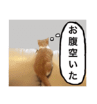 猫達の素晴らしき日々（個別スタンプ：21）