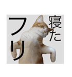 猫達の素晴らしき日々（個別スタンプ：23）