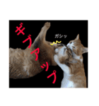 猫達の素晴らしき日々（個別スタンプ：24）