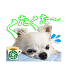 保護犬のわんこ7（個別スタンプ：2）