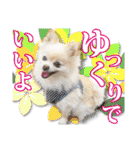 保護犬のわんこ7（個別スタンプ：5）