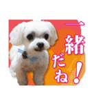 保護犬のわんこ7（個別スタンプ：8）