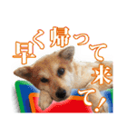 保護犬のわんこ7（個別スタンプ：10）