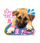 保護犬のわんこ7（個別スタンプ：12）