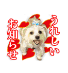 保護犬のわんこ7（個別スタンプ：14）