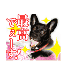 保護犬のわんこ7（個別スタンプ：18）