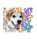 保護犬のわんこ7（個別スタンプ：19）