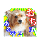 保護犬のわんこ7（個別スタンプ：32）