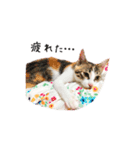 ユメちゃんスタンプ（個別スタンプ：12）