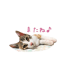 ユメちゃんスタンプ（個別スタンプ：14）